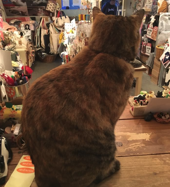猫雑貨を探しながら店内の猫さんにも癒やされる雑貨店