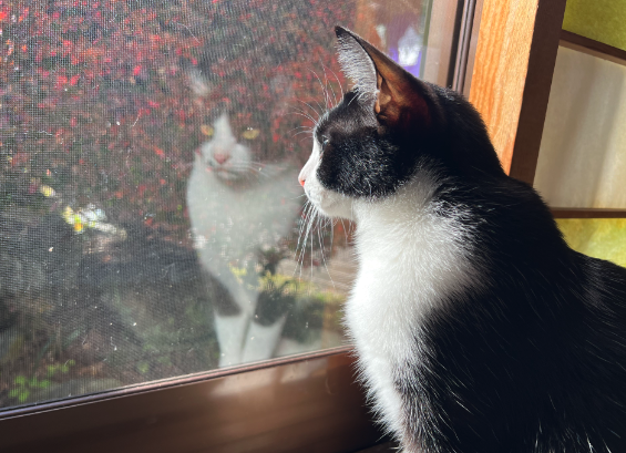 猫とふれあい癒しのひとときを求めて海外からのインバウンド客も多い「長楽寺」