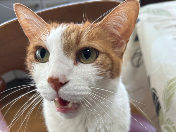 猫とふれあい癒しのひとときを過ごす場としても大人気の「長楽寺」