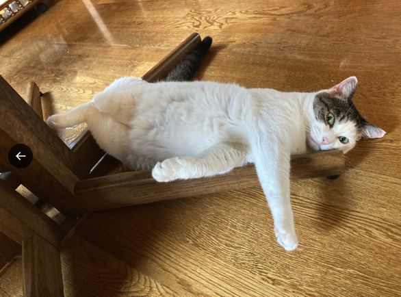 猫専門ギャラリー「ギャラリー猫町」でくつろぐ猫さん