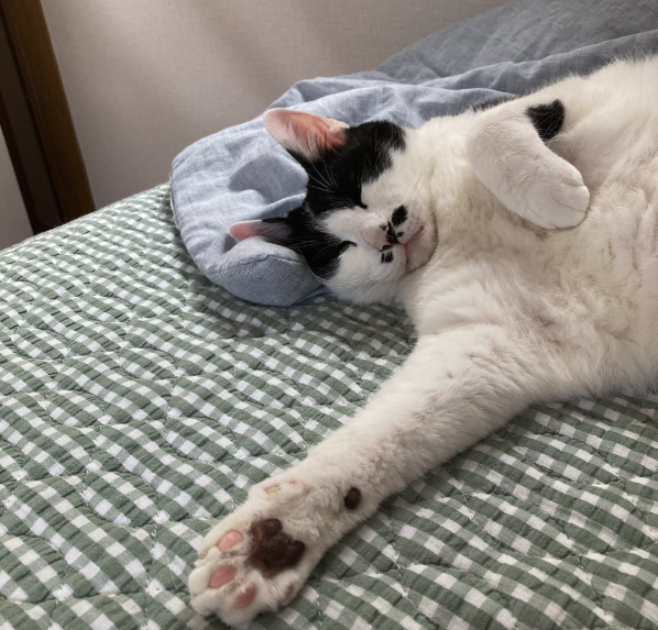 猫専門ギャラリー「ギャラリー猫町」で会える猫さん