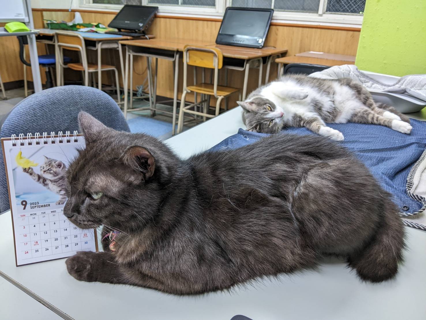 学習塾「昇学塾」の教室内でくつろぐ猫たち