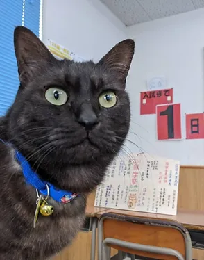 学習塾「昇学塾」のねこ塾長見習いのまっきー