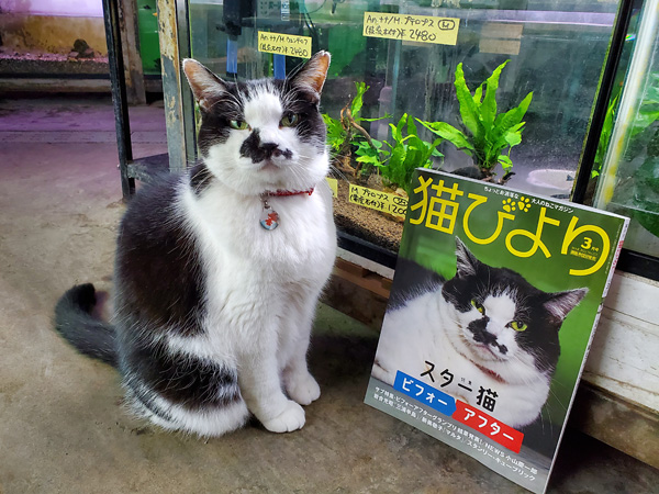 鑑賞魚の専門店のねこ店主のブータンはスター猫として雑誌を飾る