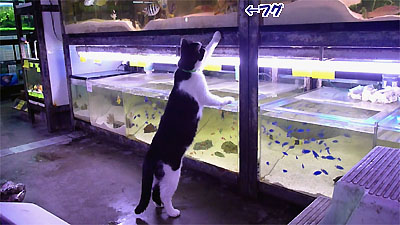 横須賀で営業を続ける鑑賞魚の専門店「中央水族館」内を見回る存命中のねこ店主ブータン