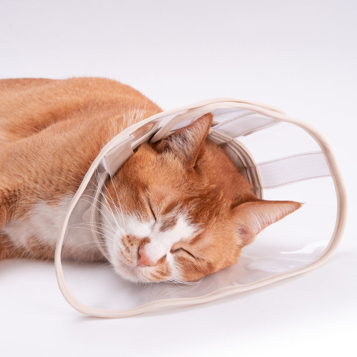 「ぽぽねこ」の軽くて柔らかい猫用エリザベスカラーを着けたまま居眠りする猫ちゃん
