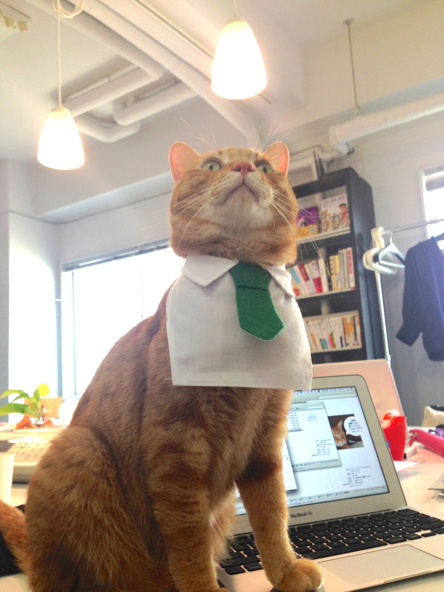 猫の猫による猫のための賃貸マンション・不動産情報「サノスケ不動産」の社長サノスケ