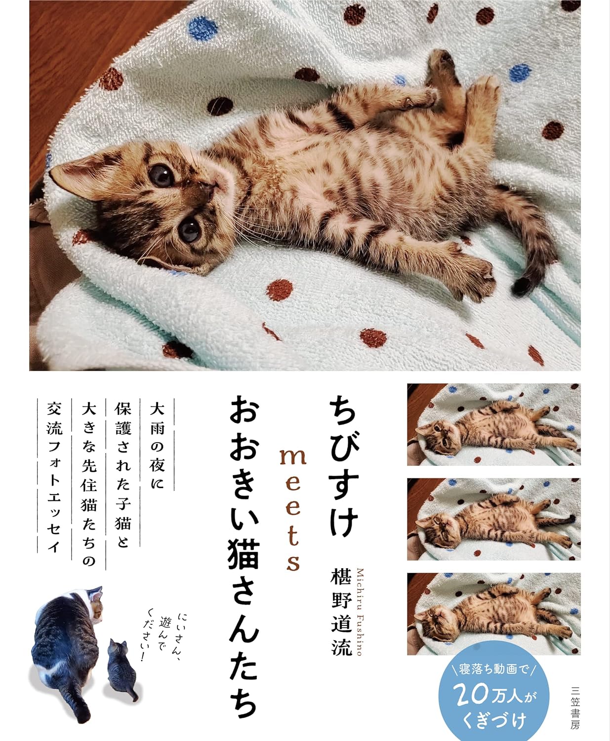小説家・椹野道流が綴る、ぬくもり溢れるフォトエッセイ「ちびすけmeetsおおきい猫さんたち」