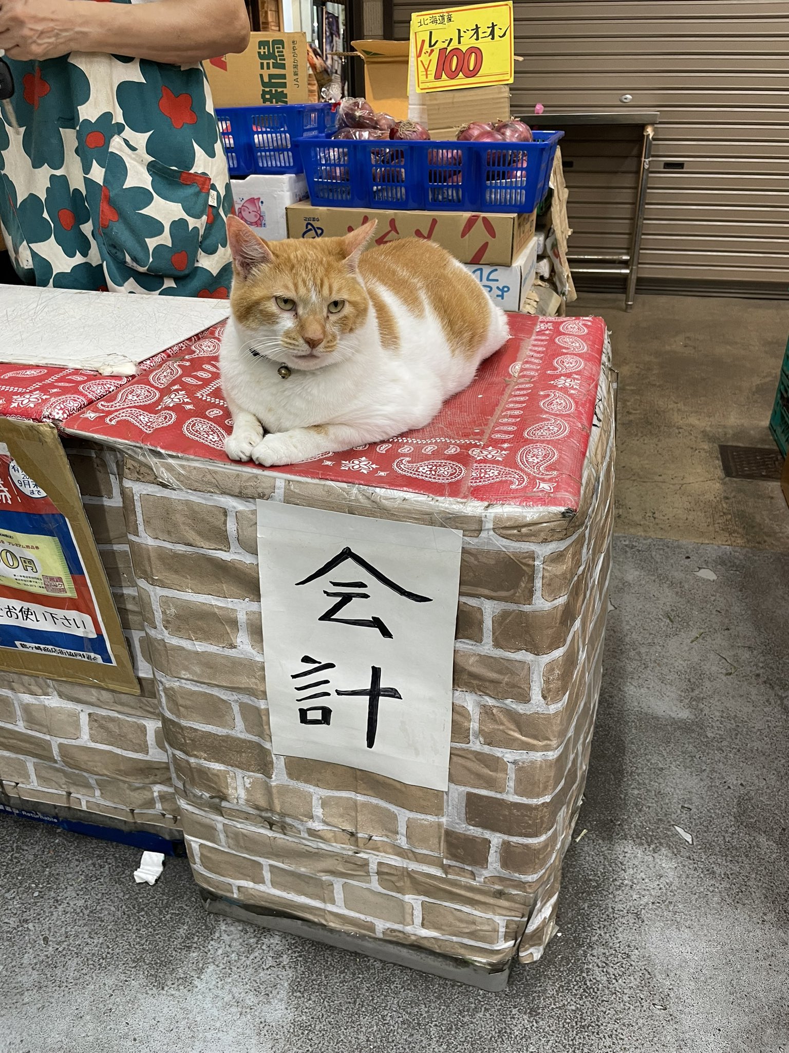 猫店長がレジ前に鎮座する八百屋さん